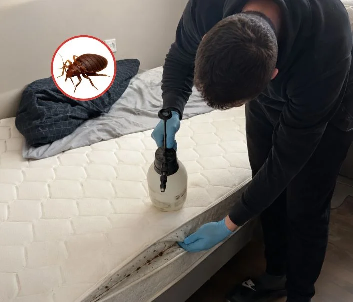 Technicien traitant un matelas contre les punaises de lit à Nangis